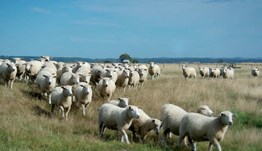 Lamb: back on the menu